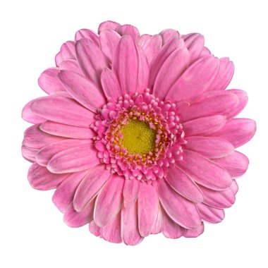 güzel pembe gerbera çiçek üzerinde beyaz izole