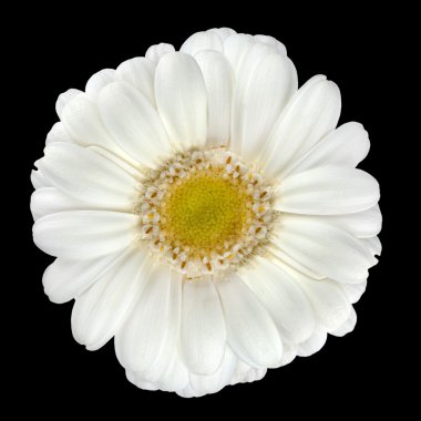 Perfect White Gerbera Flower Isolated on Black clipart