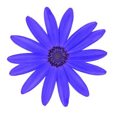 Blue Osteosperumum Daisy Flower Isolated on White clipart