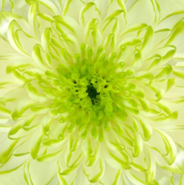 Lime Green Chrysanthemum Flower Square Backround