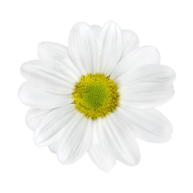 White Dahlia Flower with Lime Green Center Isolated clipart