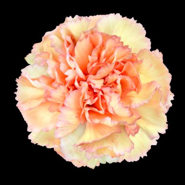 Pink Yellow Carnation Flower Isolated on Black