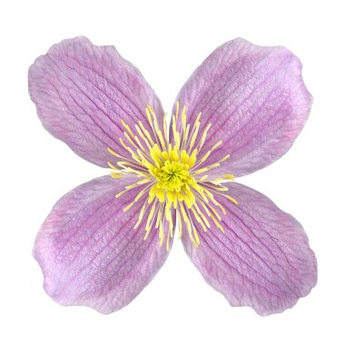 Clematis Pink Flower Isolated on White clipart