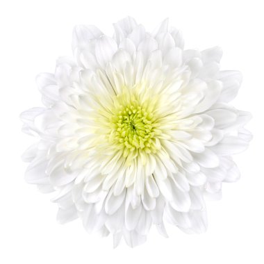 White Chrysanthemum Flower with Yellow Center Isolated clipart