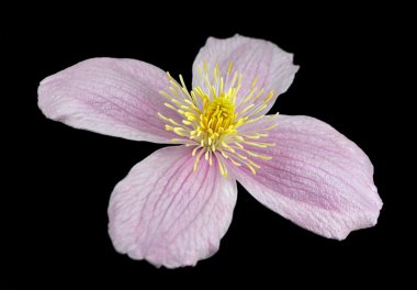 Macro Closeup on Clematis Pink Flower Isolated clipart