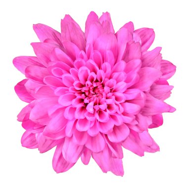 Pink Chrysanthemum Flower Isolated on White clipart