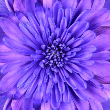 Blue Chrysanthemum Flower Head Closeup Detail clipart