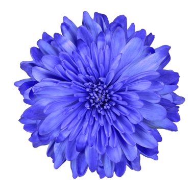 Deep Blue Chrysanthemum Flower Isolated clipart