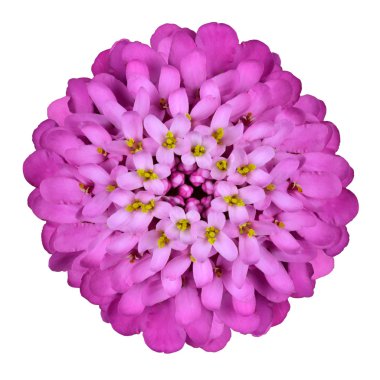 Beautiful Pink Iberis Flower - Thymus Serpyll Isolated on White clipart
