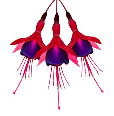 Three Fuchsia Flowers Isolated on White clipart