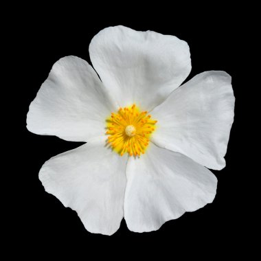 Rose Alba - Beautiful White Rose Isolated on Black clipart