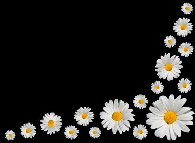 Osteospermum - Group of White Daisies Isolated on Black clipart