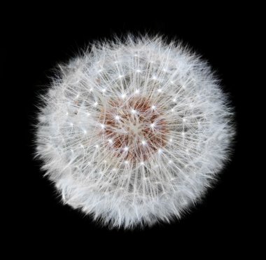 Dandelion Blowball - Taraxacum officinale Isolated on Black Bac clipart