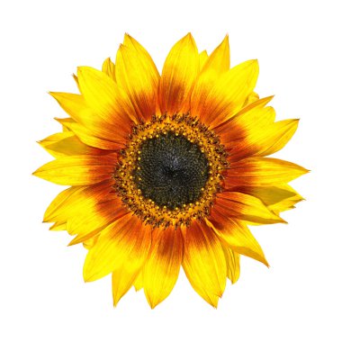 Beautiful Yellow Sunflower Petals Closeup Isolated on White clipart