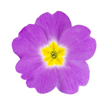 Purple and Yellow Primrose Flower Isolated clipart