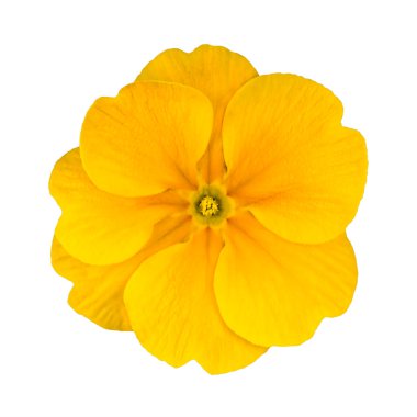 Fresh Yellow Primrose Flower Isolated clipart