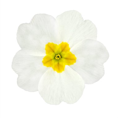 White and Yellow Primrose Flower Isolated clipart