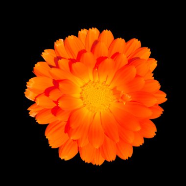 Turuncu pot kadife çiçeği - siyah üzerine izole calendula officinalis