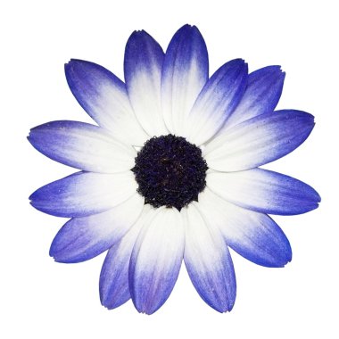 Osteospermum - Blue and White Daisy Flower Head clipart