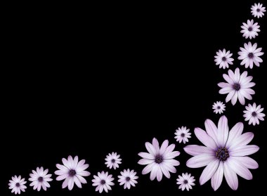Grup osteospermums - hafif mor papatya çiçek başları