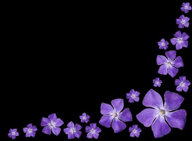 Periwinkle purple flowers - Vinca minor - isolated on Black clipart