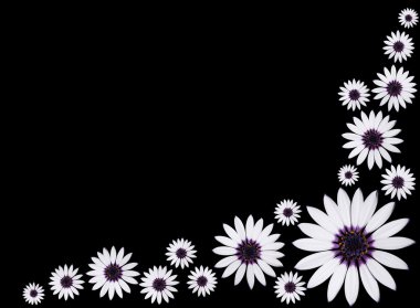 Group of Osteospermum Asti White Purple Daisies on Black backgro clipart