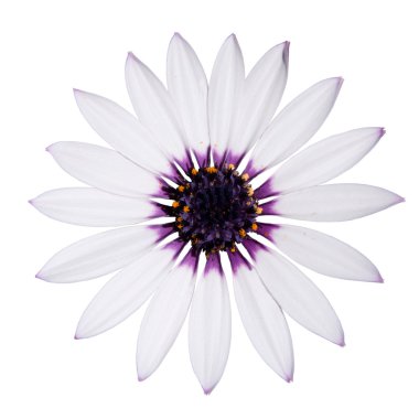 Osteospermum Asti White Daisy with purple center on White clipart