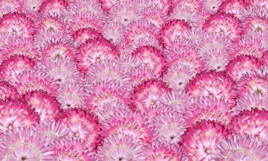 Various Pink Strawflowers Background clipart