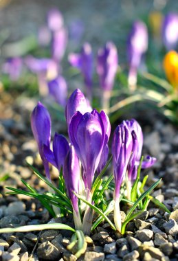 Early Spring - Purple Crocus Flowers Blurred background clipart