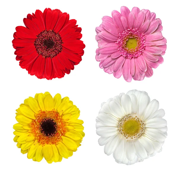 Vier frische Gerbera-Blüten isoliert auf weiß — Stockfoto