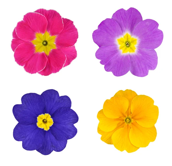 Τέσσερα λουλούδια πολύχρωμα primroses απομονωθεί — Φωτογραφία Αρχείου