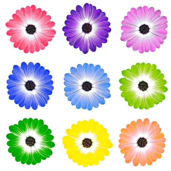 Colorful Daisy Flowers Isolated on White — Stock Photo, Image