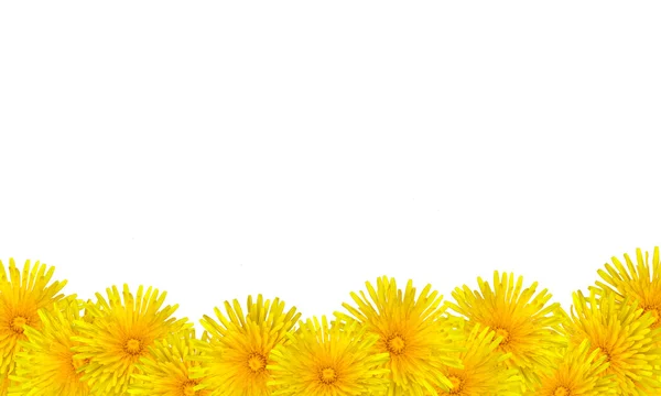 Vackra gula maskros blommor kort bakgrund — Stockfoto