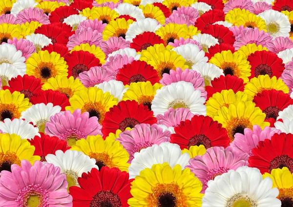 Çok sayıda renkli gerbera çiçekleri arka plan — Stok fotoğraf