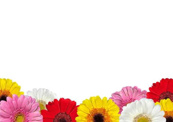 Rangée de fleurs Gerbera colorées Islated — Photo