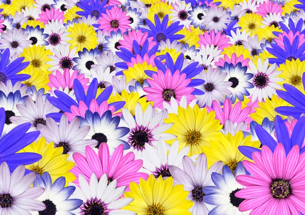 Verschillende helder gekleurde daisy bloem achtergrond — Stockfoto