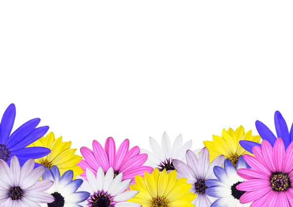 Fila de varios colores de flores de margarita de osteosperio — Foto de Stock