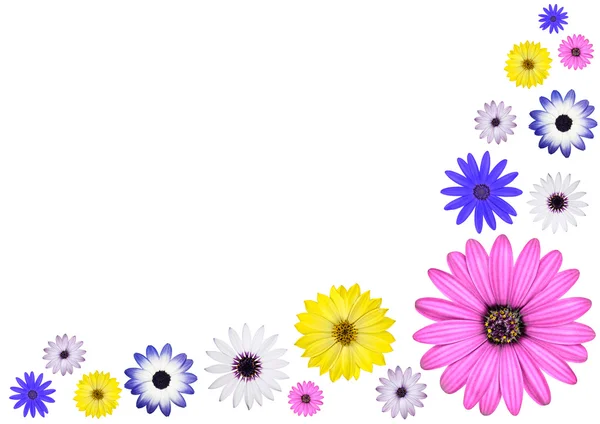 Çeşitli multi osteospermum papatya çiçekleri renkli. — Stok fotoğraf
