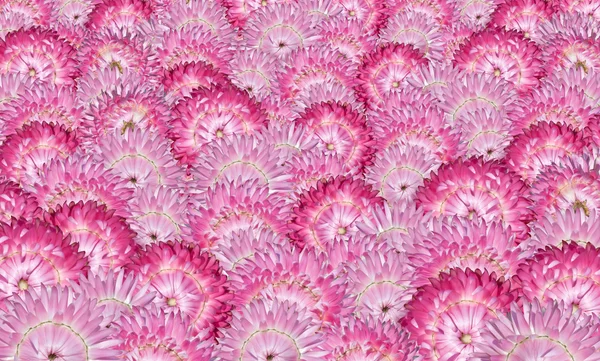 Различные розовые Strawflowers фон — стоковое фото