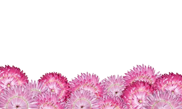 Roze strawflowers bloem thema geïsoleerd op wit — Stockfoto