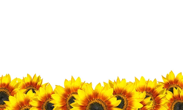 Rij van mooie zonnebloemen geïsoleerd op wit — Stockfoto