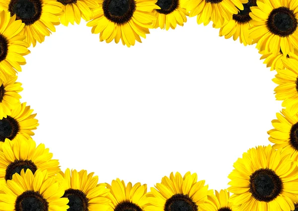 Fresh Sunflower Frame with White Background — Stock Photo, Image