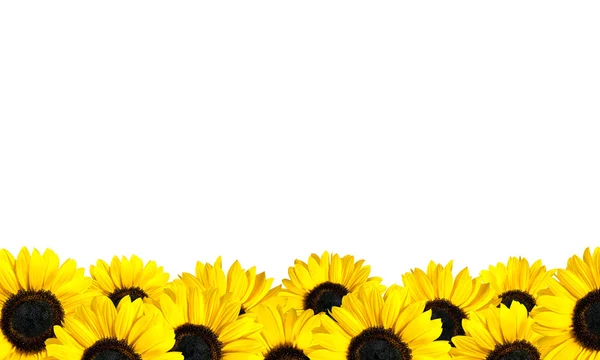 Reihe perfekt frischer Sonnenblumen isoliert auf weiß — Stockfoto