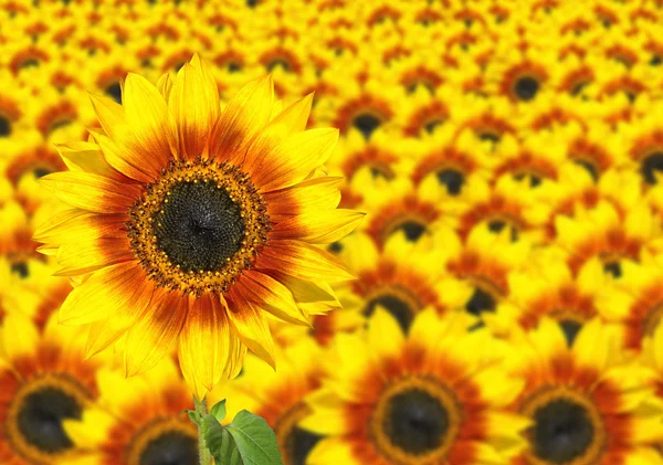 stock image Fresh Sunflower - Sun Flower Background