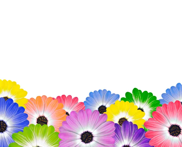 Rad med färgglada daisy blommor på vit — Stockfoto