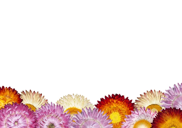 Rangée de fleurs de paille colorées sur fond blanc — Photo