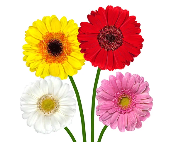 Dört renkli gerber çiçekler üzerinde beyaz izole — Stok fotoğraf