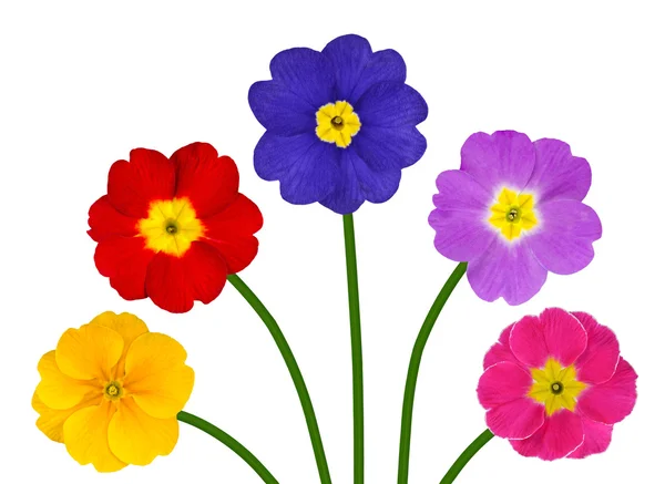Colorful Primroses on Green Stick Isolated — Stock Photo, Image