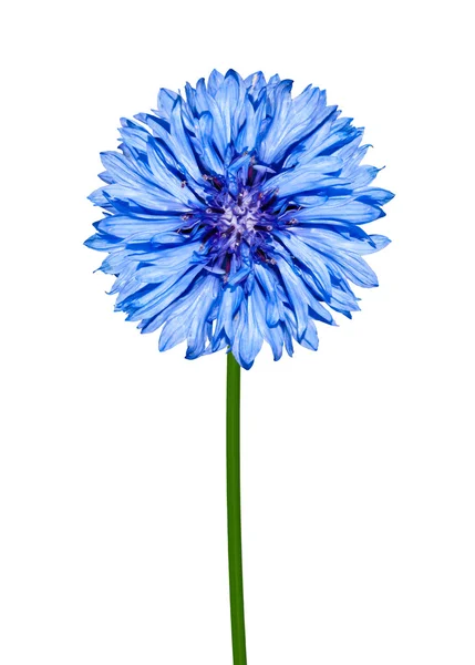 파란 수레 국화 흰색 절연 — 스톡 사진