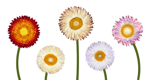Öt különböző strawflowers elszigetelt fehér — Stock Fotó